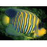 Pygoplites Diacanthus Océan Indien(mer rouge) 8-10 cm